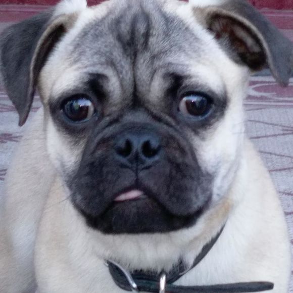 Meet your Posher, Haz - Picture 1 of 1